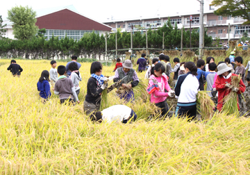 田んぼは学校のすぐそばです。みんな楽しそうでした。