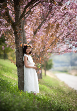 満開の八重桜と。桜が引き立て役になってます（笑）